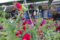 Zielone_patio004