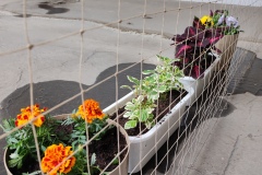 Zielone_patio015