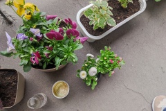 Zielone_patio024