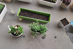 Zielone_patio028